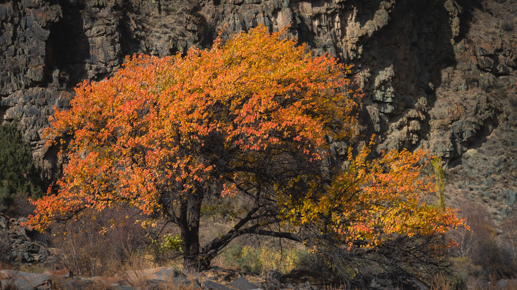 Fall colors in Sokuluk