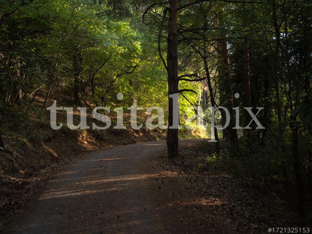 Boscos de les Muntanyes de Prades